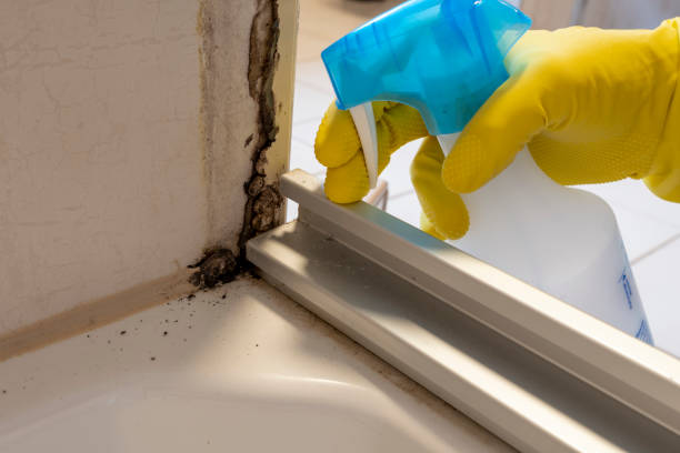 Best Post-Flood Mold Remediation in Mount Olive, NC