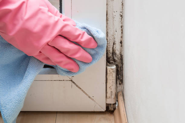 Best Mold Testing and Inspection Services in Mount Olive, NC